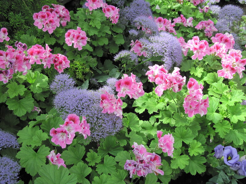 Pink and Purple Flowers — Calm, Summer