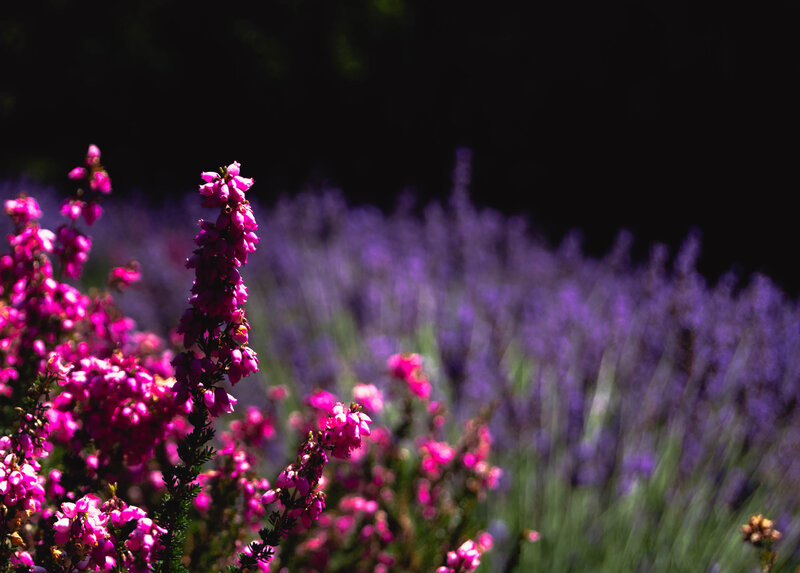 Pink and Purple Flowers — Dramatic, Afternoon, Photograph