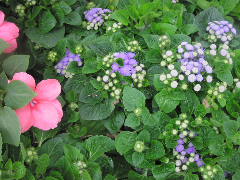 Pink and Purple Flowers — Green