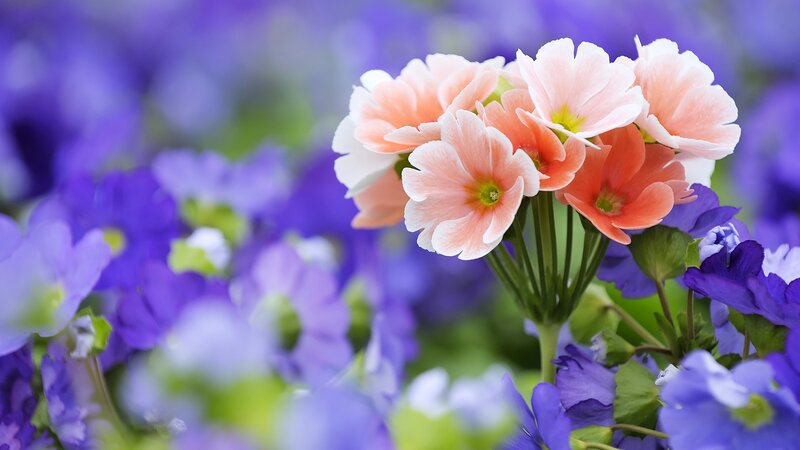 Pink and purple flowers in bloom