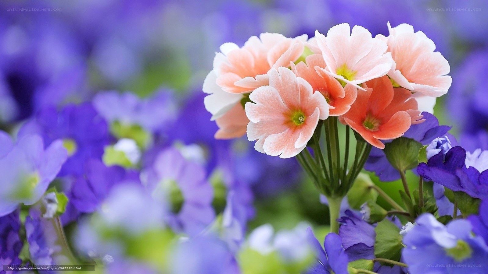 Pink and purple flowers in bloom