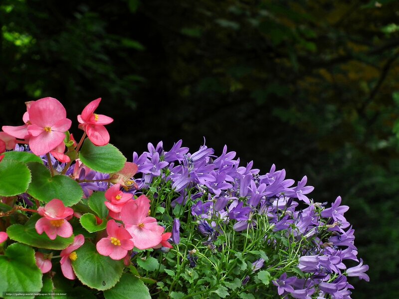 Pink and purple flowers in garden