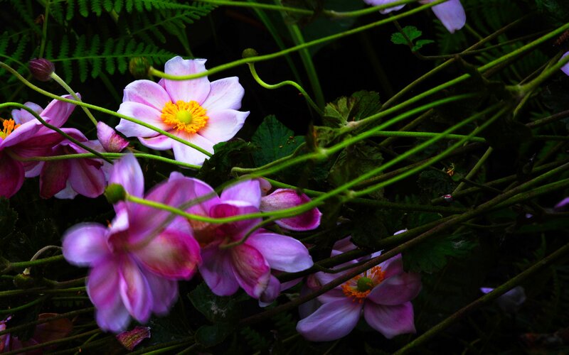 Pink and Purple Flowers — Natural