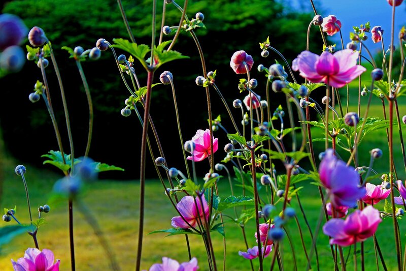Pink and Purple Flowers — Serene, Afternoon, Photograph, Stems
