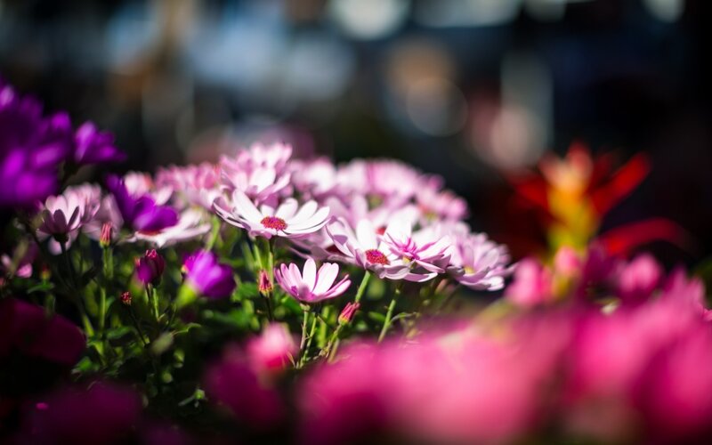 Pink and Purple Flowers — Serene, Afternoon, Photograph