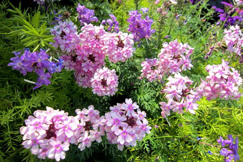 Pink and Purple Flowers — Serene, Afternoon