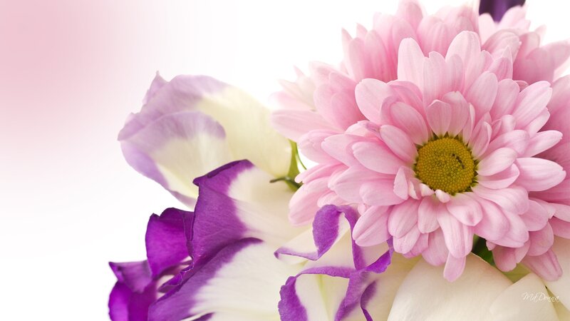 Pink and Purple Flowers — Serene, Photograph, Flower