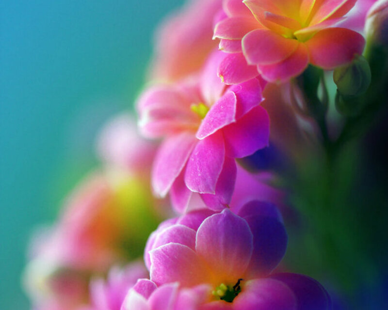 Pink and Purple Flowers — Serene, Photograph, Green Stems