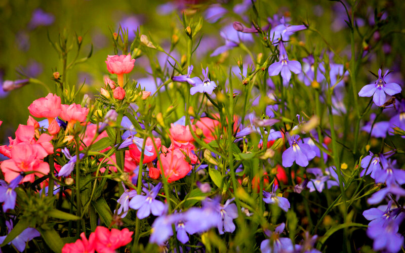 Pink and Purple Flowers — Serene, Spring, Photograph