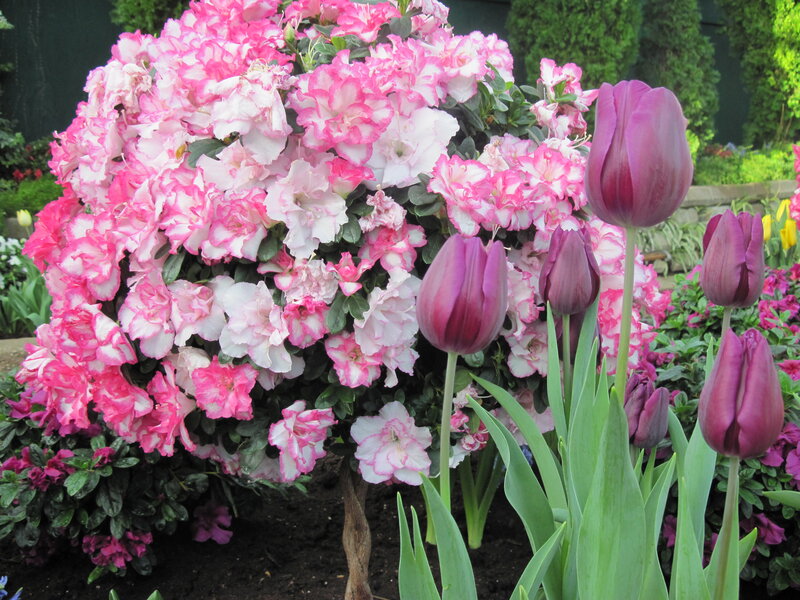 Pink and Purple Flowers — Serene, Spring, Photograph, Tulips