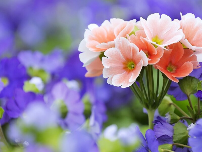 Pink and Purple Flowers — Serene, Spring