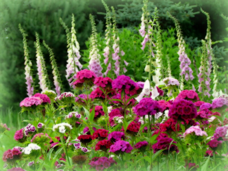 Pink and Purple Flowers — Serene, Summer