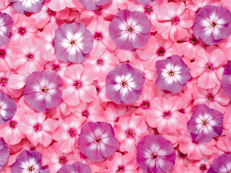 Pink and Purple Flowers