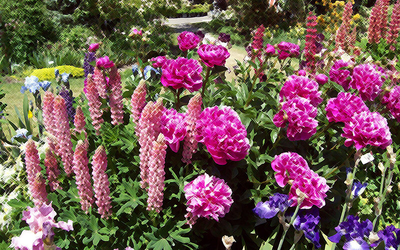 Pink and Purple Flowers — Vibrant, Afternoon