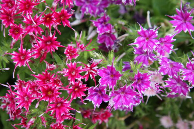 Pink and Purple Flowers — Vibrant, Spring