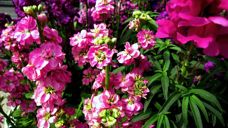 Pink and Purple Flowers — Vibrant