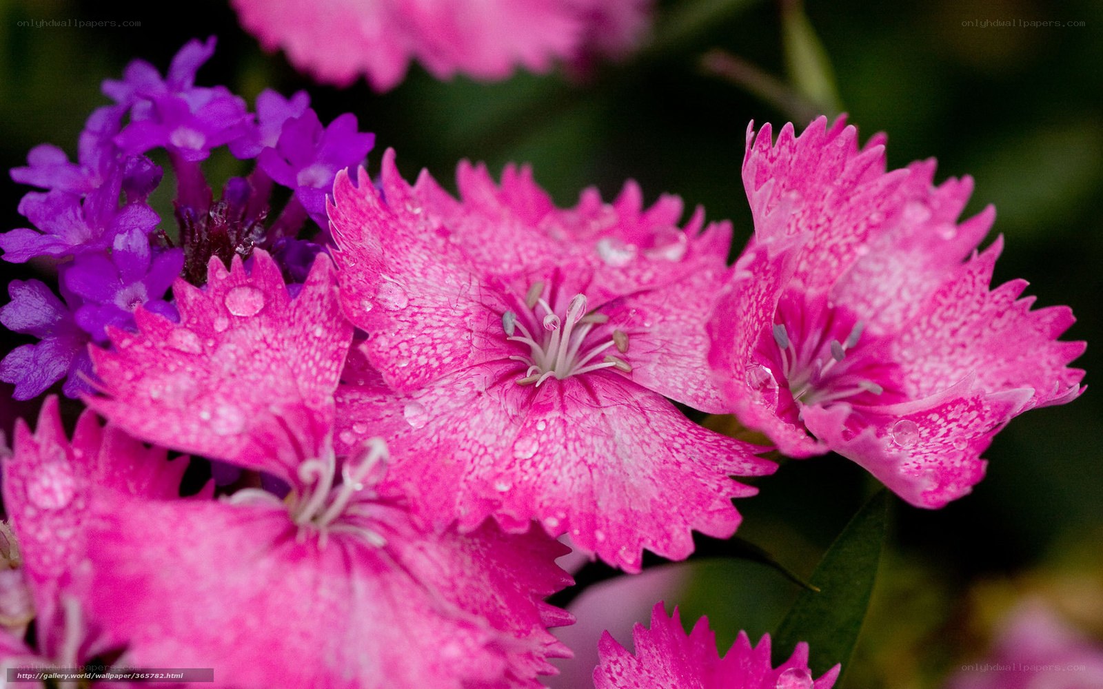 Pink and purple flowers with dew