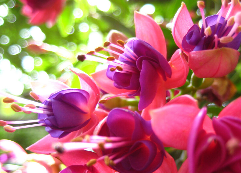 Pink and Purple Fuchsia Flowers — Bright