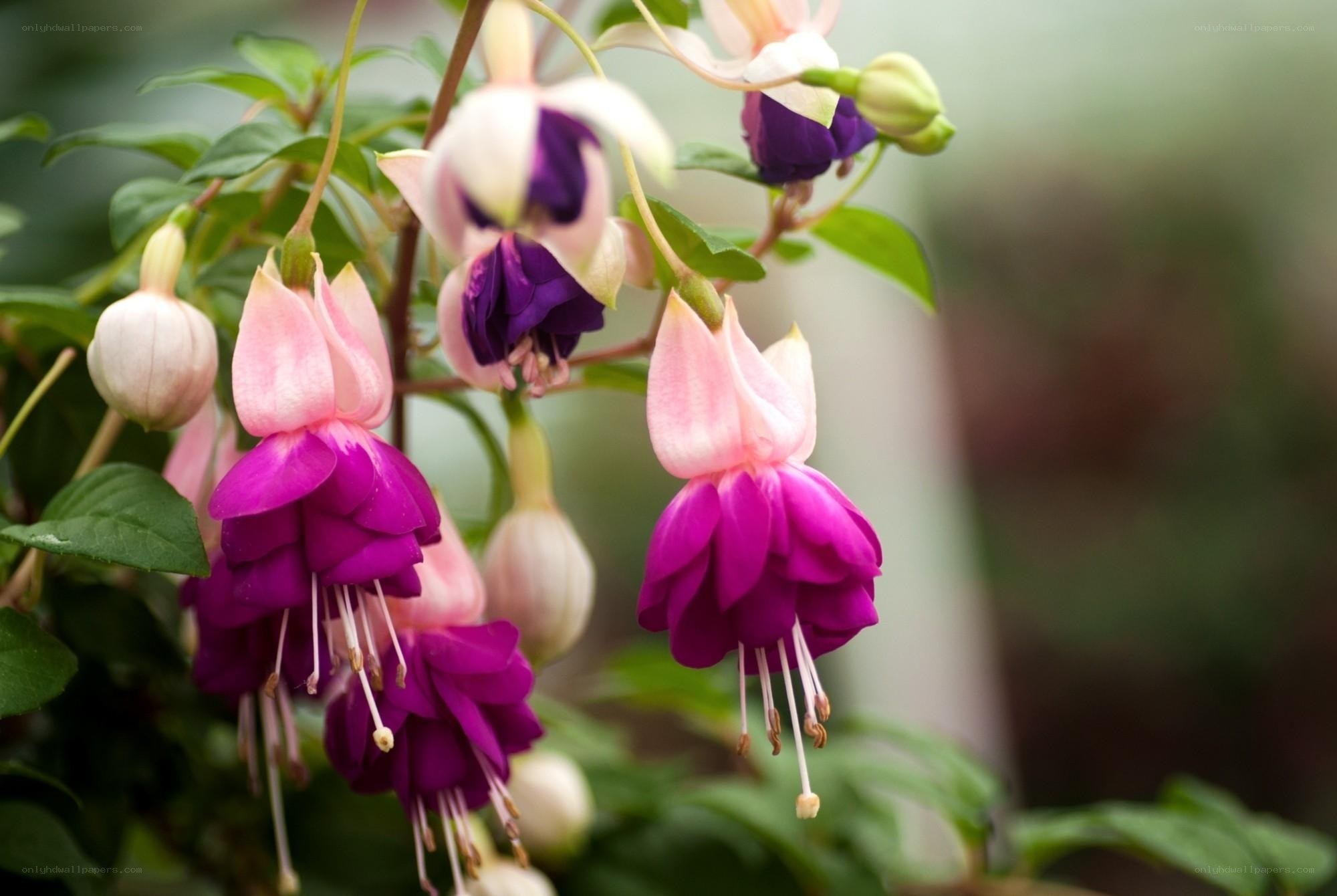 Pink and purple fuchsia flowers