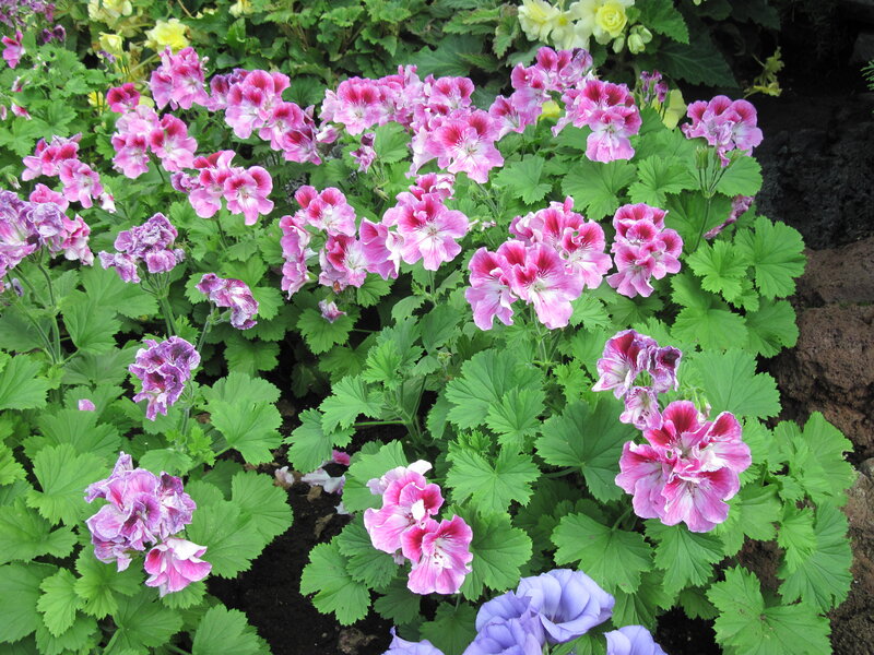 Pink and Purple Geraniums — Calm