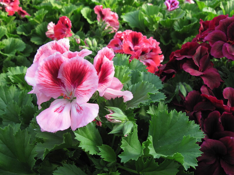 Pink and Purple Geraniums