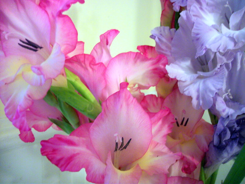 Pink and Purple Gladiolus Flowers