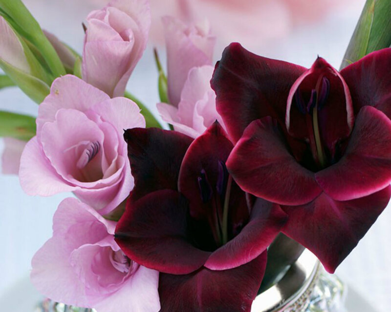 Pink and Purple Gladiolus