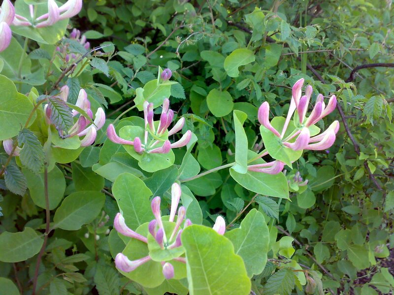 pink and purple honeysuckle flowers