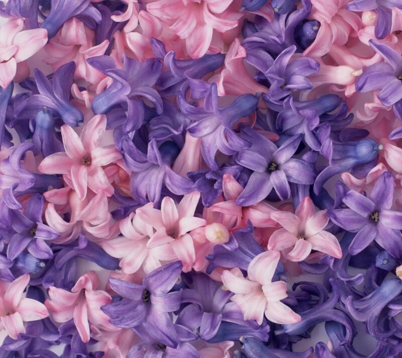 Pink and Purple Hyacinth Flowers
