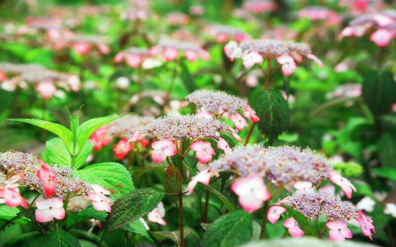 pink and purple hydrangeas