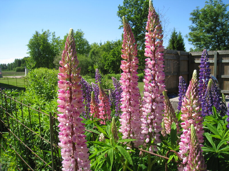 Pink and Purple Lupine Flowers
