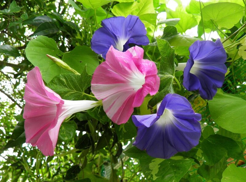Pink and Purple Morning Glories