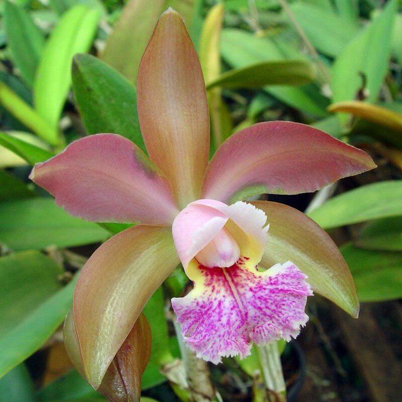 Pink and Purple Orchid — Calm