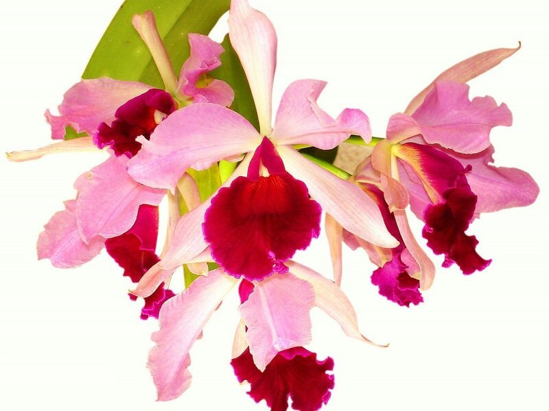 Pink and Purple Orchid