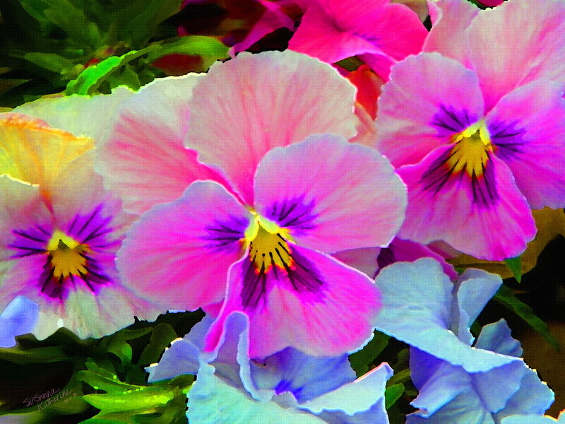 Pink and Purple Pansies