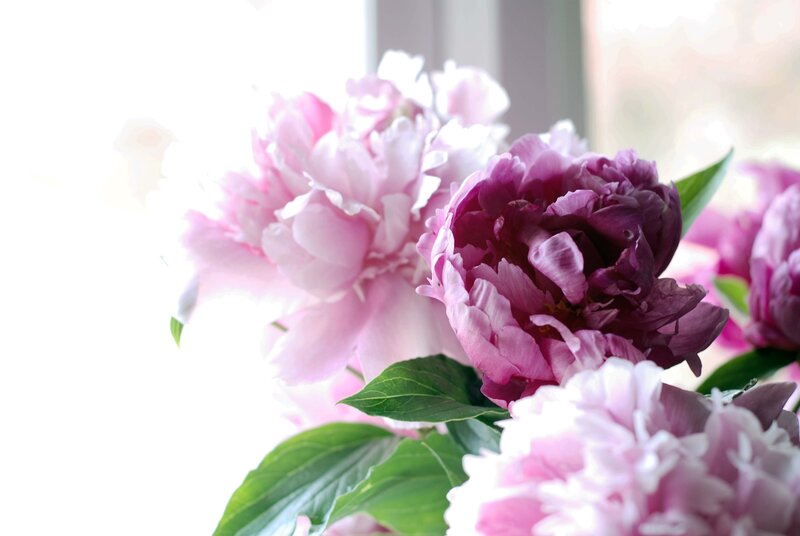 Pink and Purple Peonies