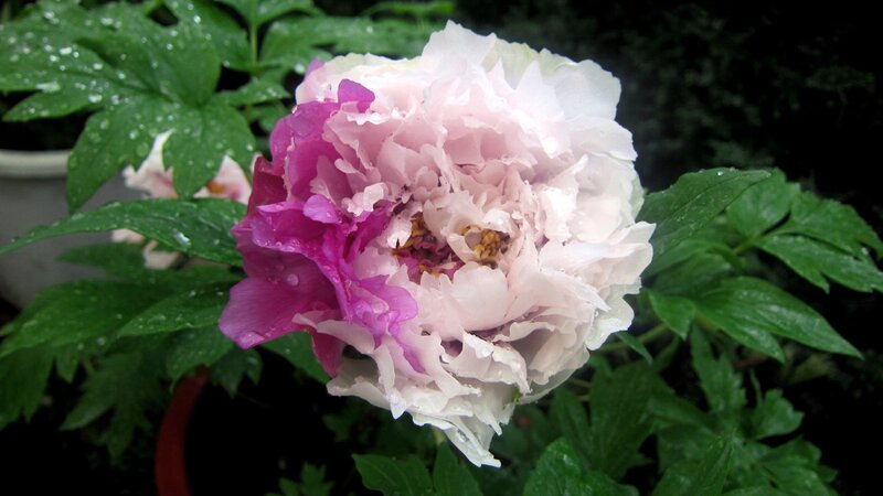 Pink and Purple Peony Flower
