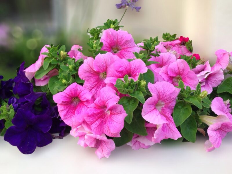 Pink and Purple Petunias — Calm