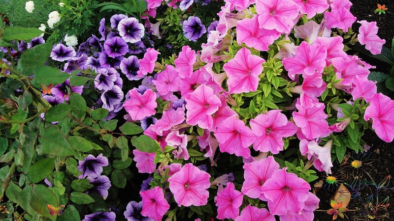 Pink and Purple Petunias