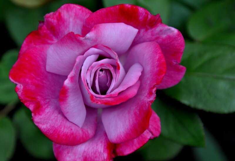 Pink and Purple Rose