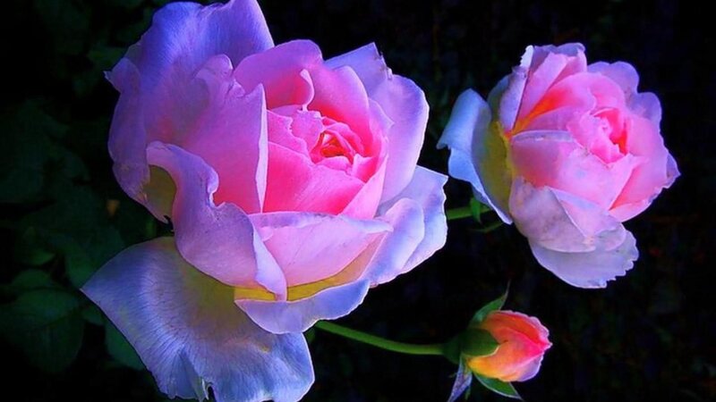 Pink and Purple Roses — Serene