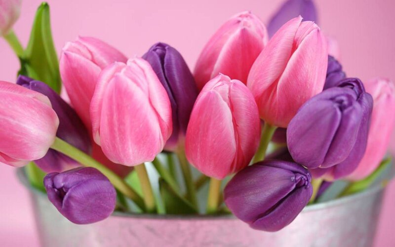 Pink and Purple Tulips — Calm, Photograph