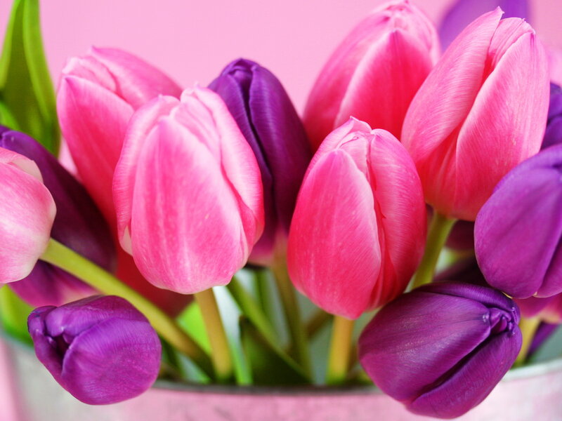 Pink and Purple Tulips — Calm, Spring, Photograph, Flowers