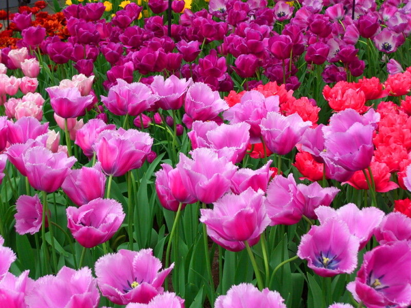 Pink and Purple Tulips — Calm, Spring, Photograph