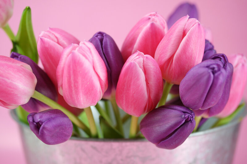 Pink and Purple Tulips — Calm