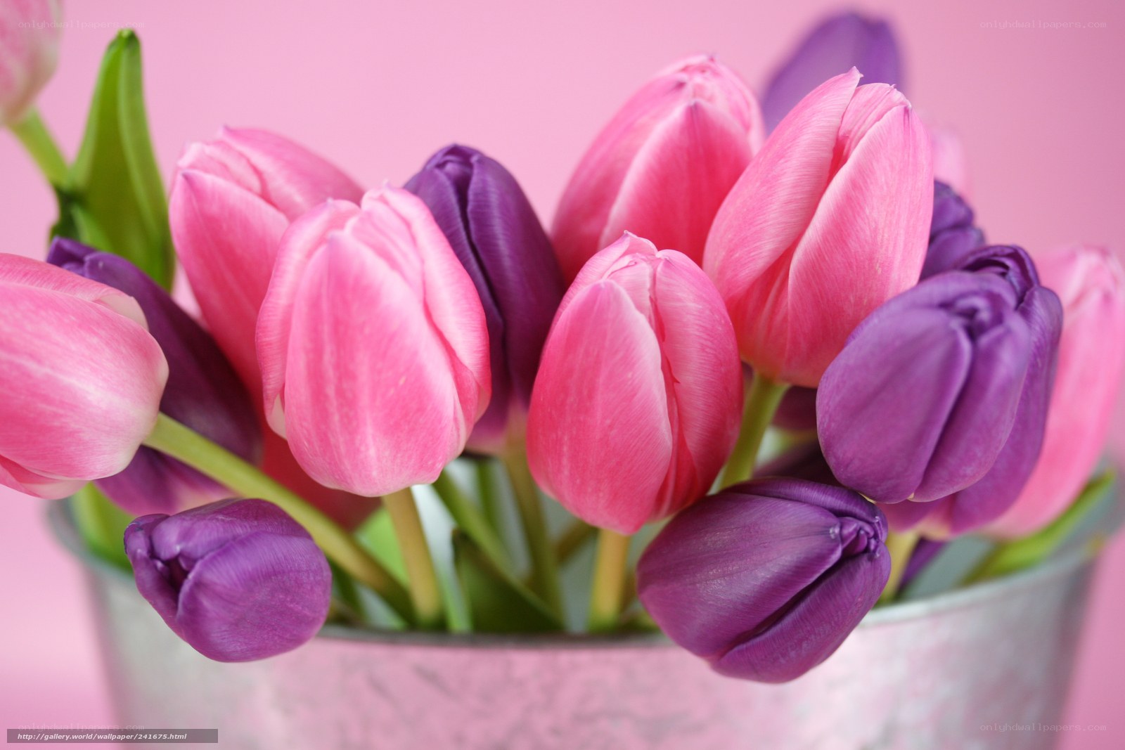 Pink and purple tulips in a bucket