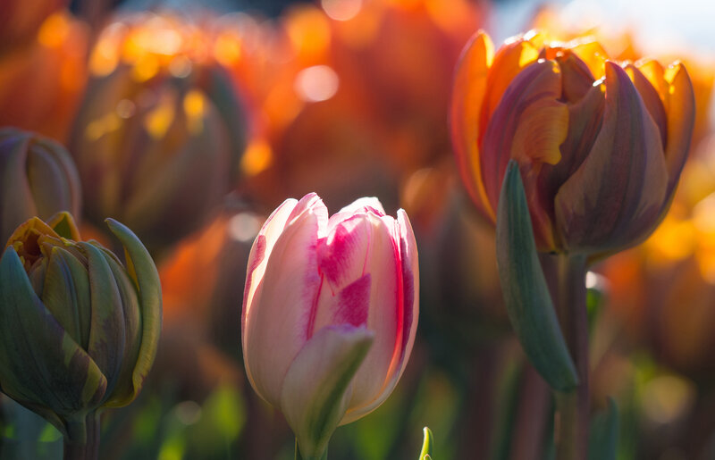 Pink and Purple Tulips — Serene, Afternoon