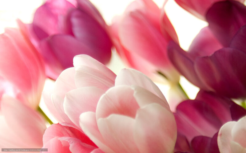 Pink and Purple Tulips — Serene, Photograph, Flowers