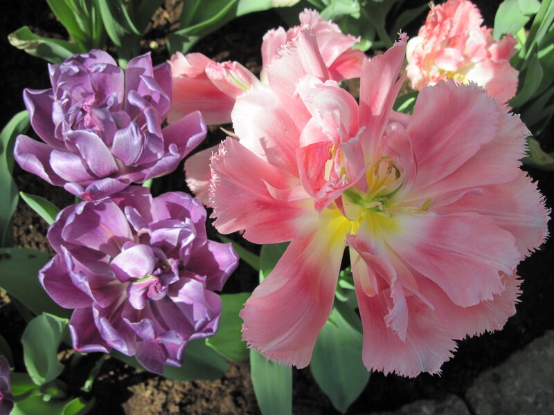Pink and Purple Tulips — Serene, Spring, Photograph