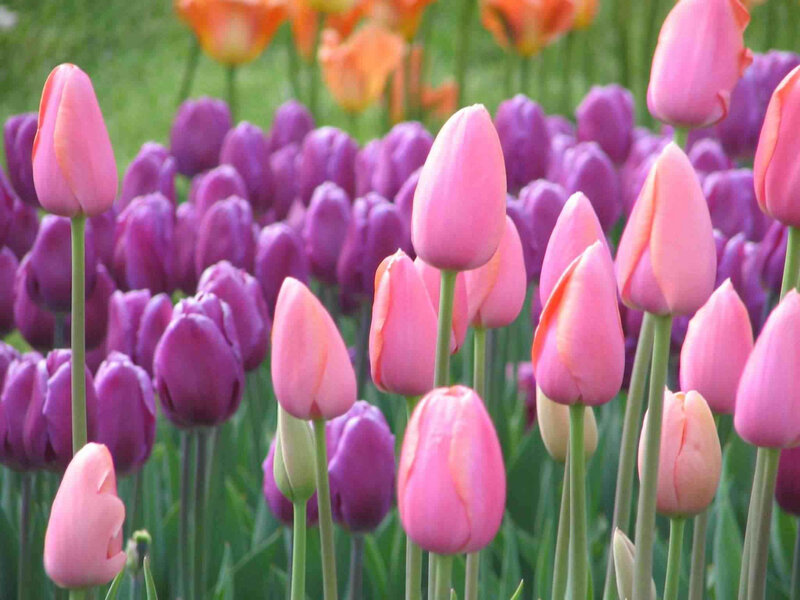 Pink and Purple Tulips — Serene, Spring